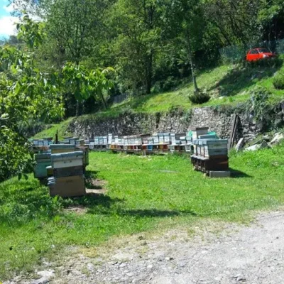 apicultura